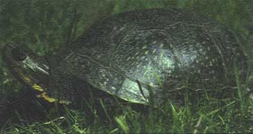 Endangered Blanding Turtle